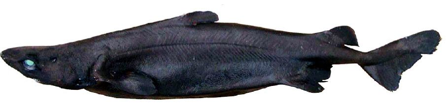 Centroscymnus owstoni_05.jpg